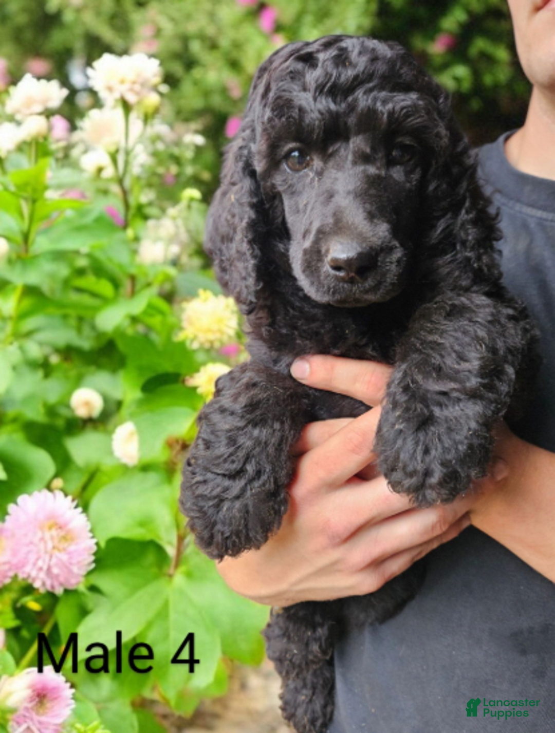 Standard Poodle dogs for sale: Male 4 - Image 1