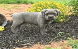 Cane Corso dogs for sale: Iris - Image 3