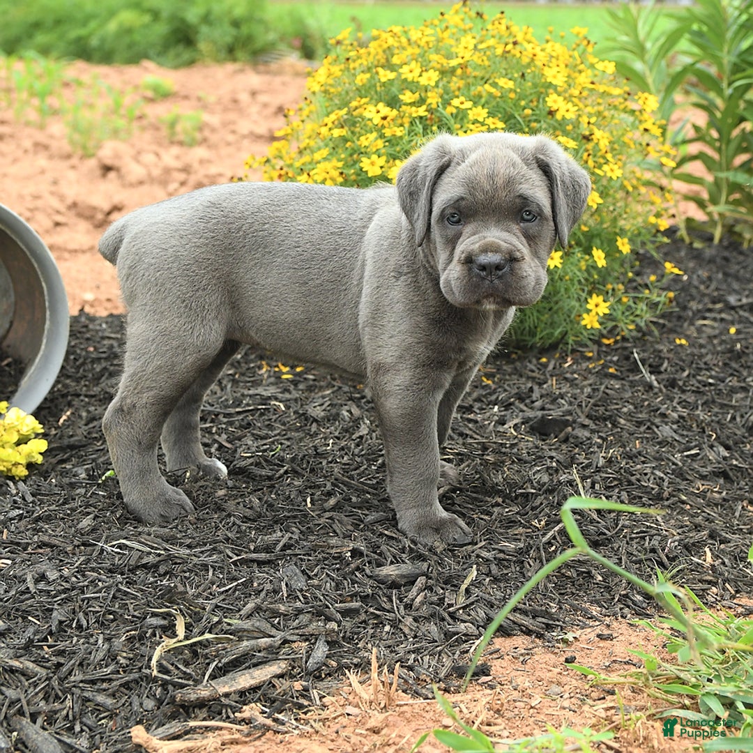Cane Corso dogs for sale: Iris - Image 3