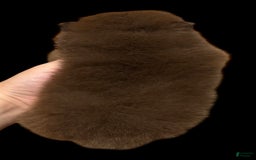 Pomeranian dogs for sale: Twix - Image 9