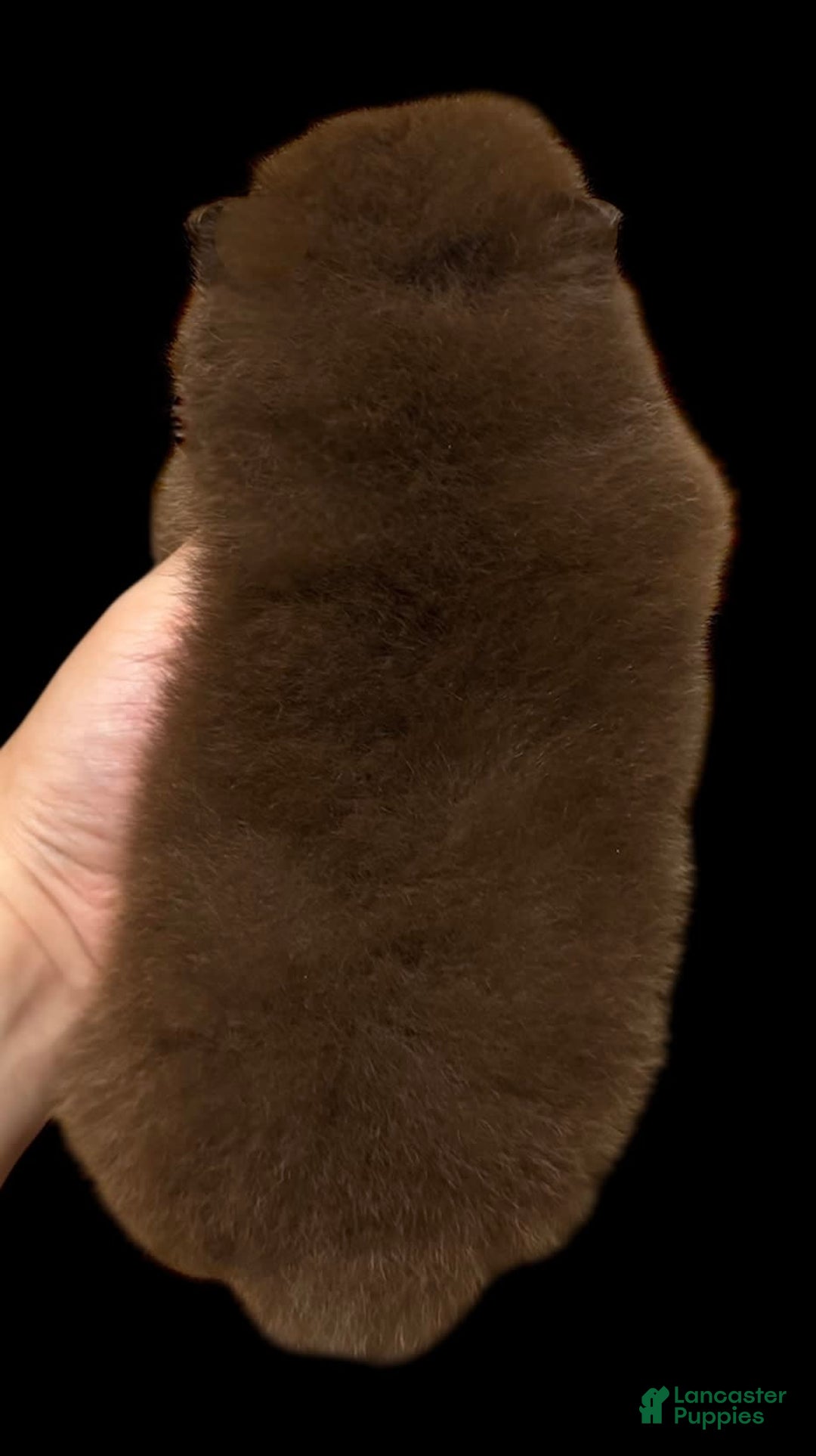 Pomeranian dogs for sale: Twix - Image 9
