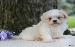 Shih Tzu dogs for sale: Cathy - Image 3