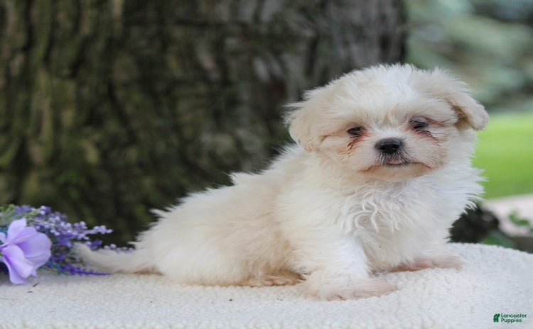 Shih Tzu dogs for sale - Ad 2