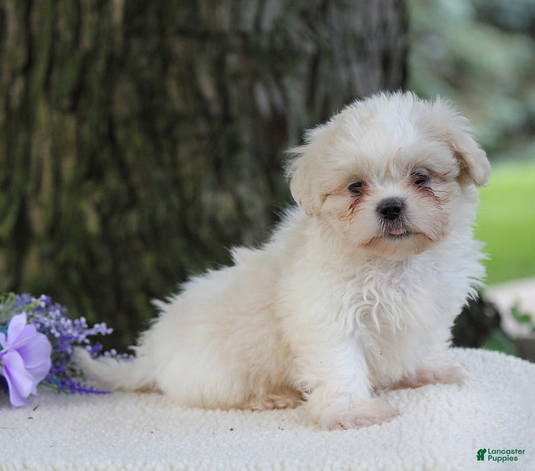 Shih Tzu dogs for sale: Cathy - Image 3