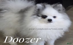 Pomeranian dogs for sale: Snuggles - Champion Lines - Image 11