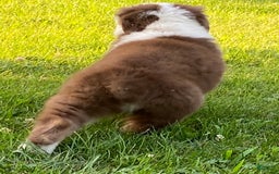 Australian Shepherd dogs for sale: Sami H2 - Image 11