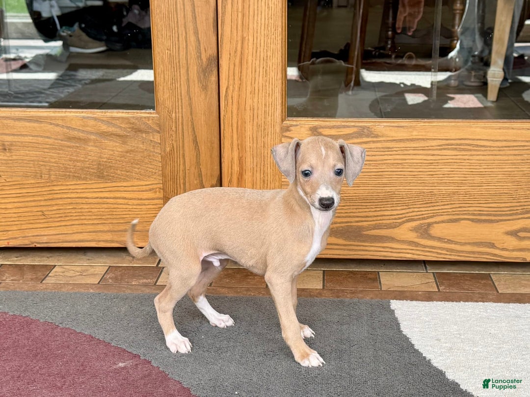 Italian Greyhound dogs for sale: RJ - Image 1
