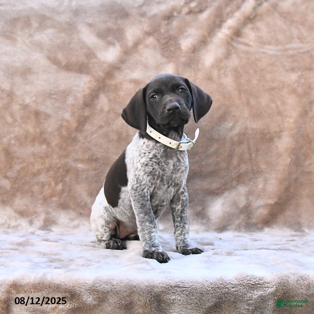 German Shorthaired Pointer dogs for sale: Miami - Image 3
