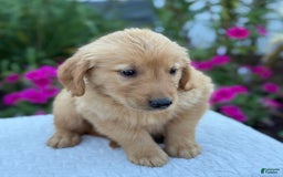 Golden Retriever dogs for sale: Tristan - Image 9