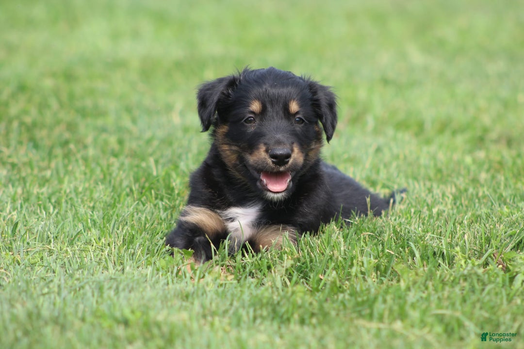 English Shepherd dogs for sale: Missy - Image 2