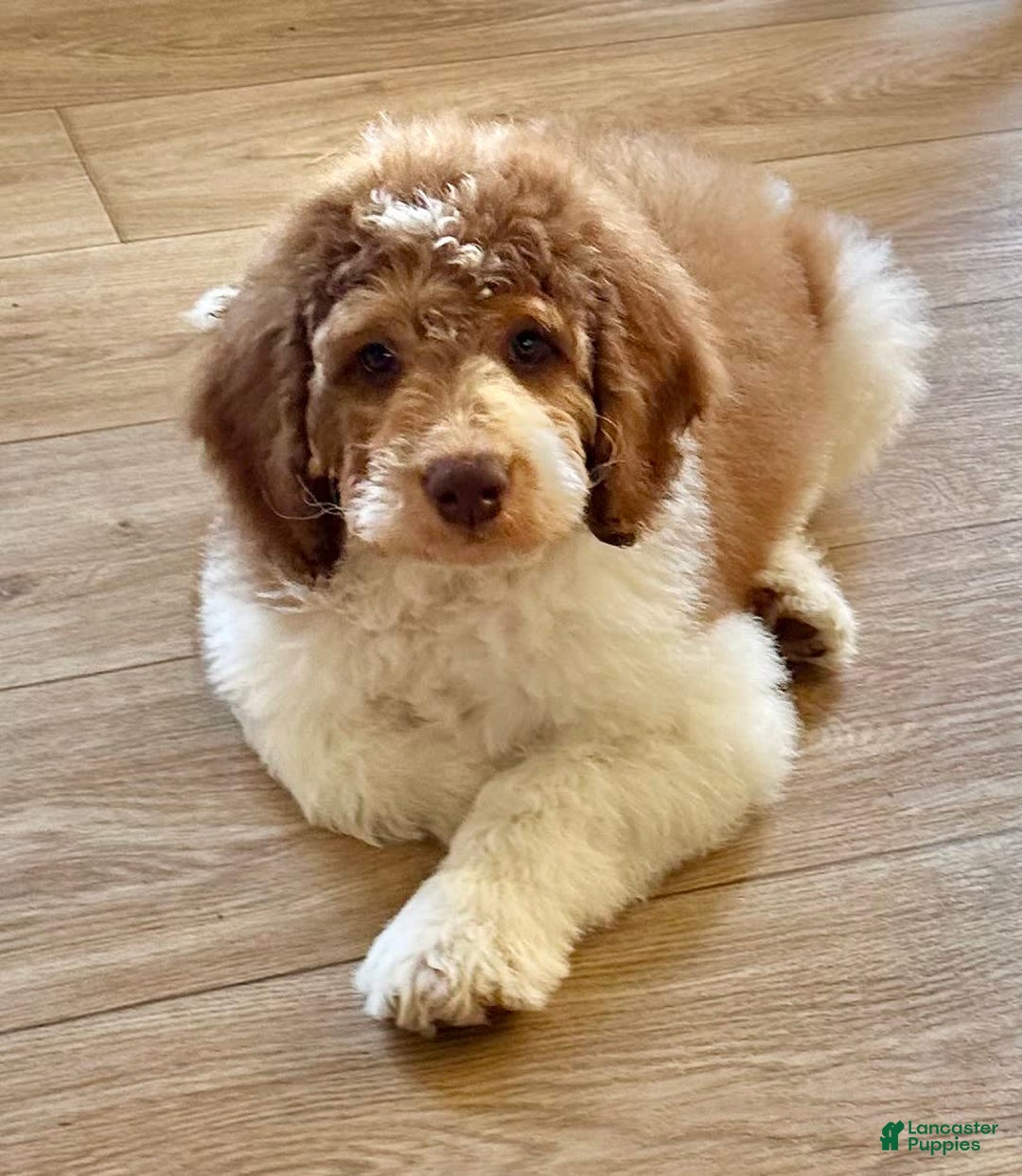Bernedoodle dogs for sale: Ryder - Image 5