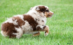 Australian Shepherd dogs for sale: Dexter - Image 5