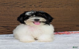 Teddy Bear dogs for sale: Bodie - Image 6