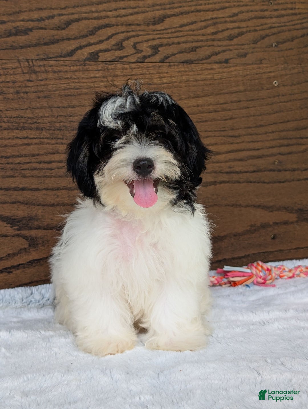 Teddy Bear dogs for sale: Bodie - Image 6