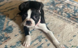 Boston Terrier dogs for sale: Seraphine - Image 2