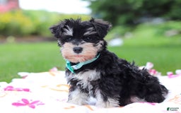 Miniature Schnauzer dogs for sale: Denver - Image 12