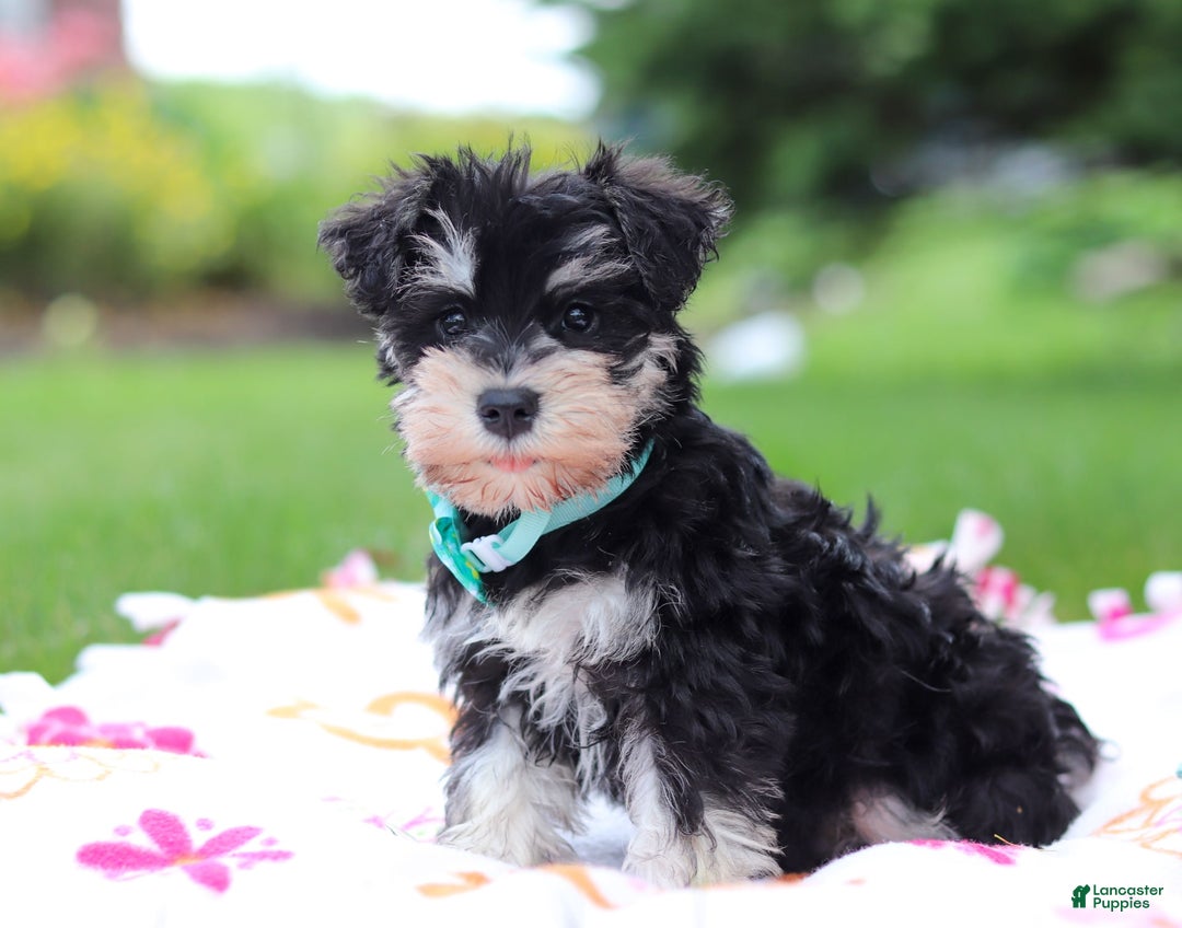 Miniature Schnauzer dogs for sale: Denver - Image 12