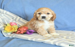 Cocker Spaniel dogs for sale: Huck - Image 13