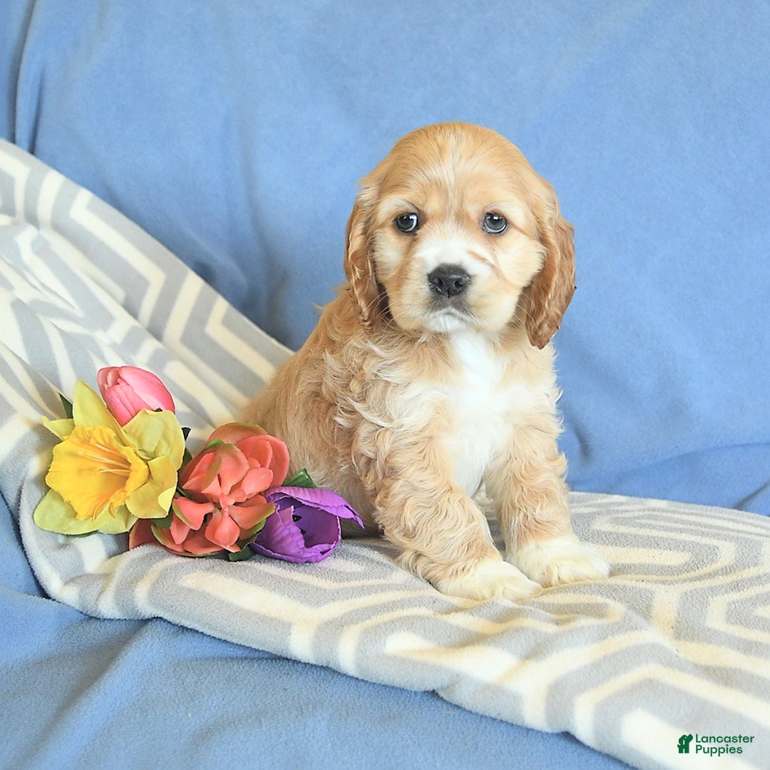 Cocker Spaniel dogs for sale: Huck - Image 13