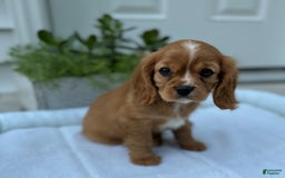 Cavalier King Charles Spaniel dogs for sale: Roscoe - Image 7