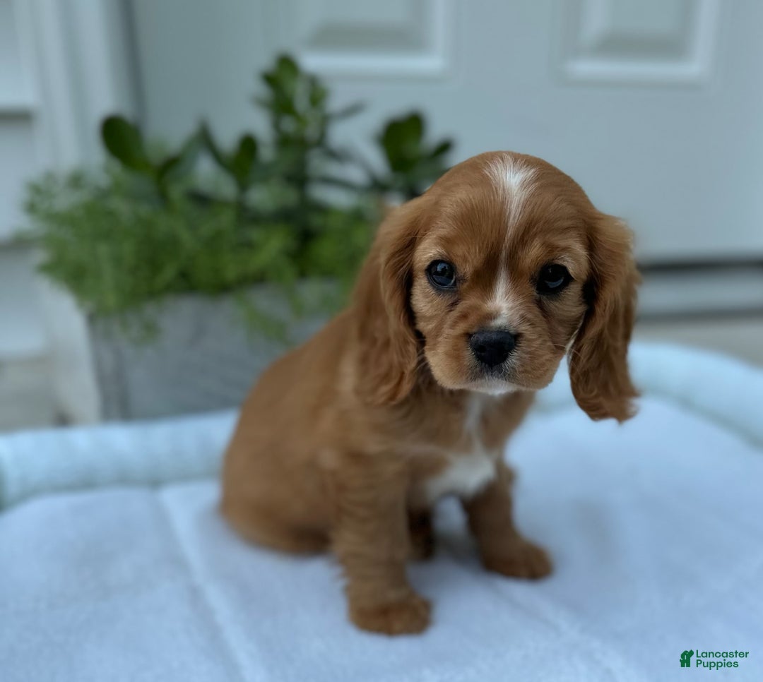 Cavalier King Charles Spaniel dogs for sale: Roscoe - Image 7
