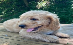 Labradoodle dogs for sale: Rusty - Image 14