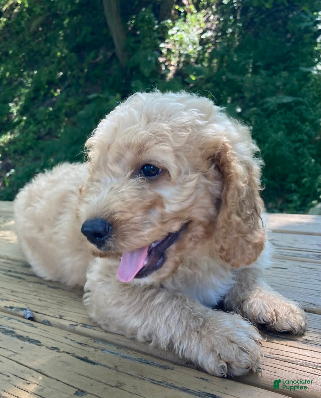 Labradoodle dogs for sale: Rusty - Image 14
