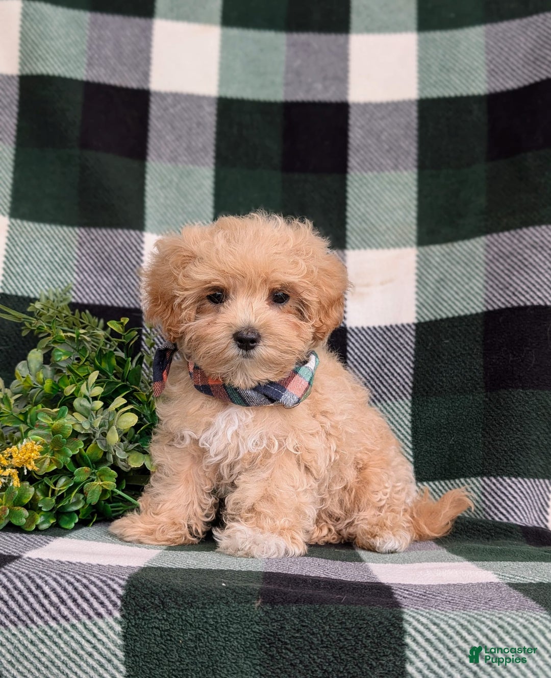 Maltipoo dogs for sale: Eghan Toy Size - Image 9