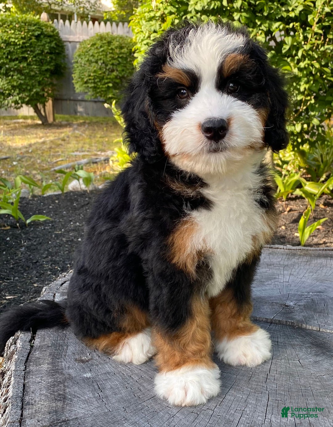 Mini Bernedoodle dogs for sale: 💙 Boston Ma 💙 Mini Bernedoodle - Image 19