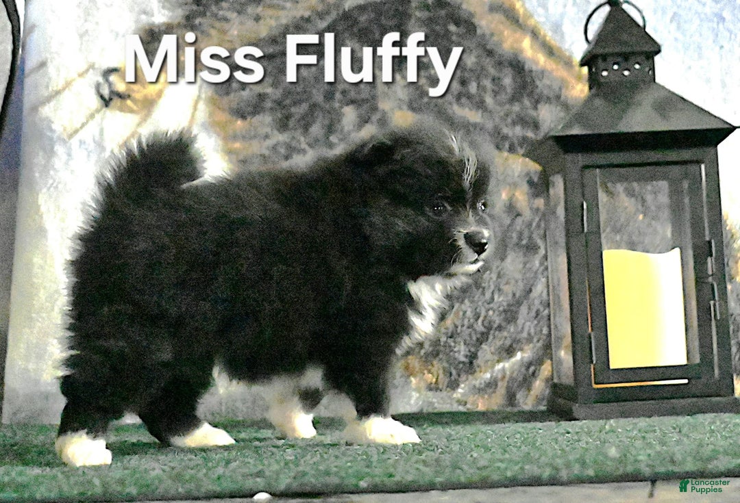 Pomeranian dogs for sale: Miss Fluffy - Image 2