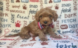 Cavapoo dogs for sale: Trooper - Image 3