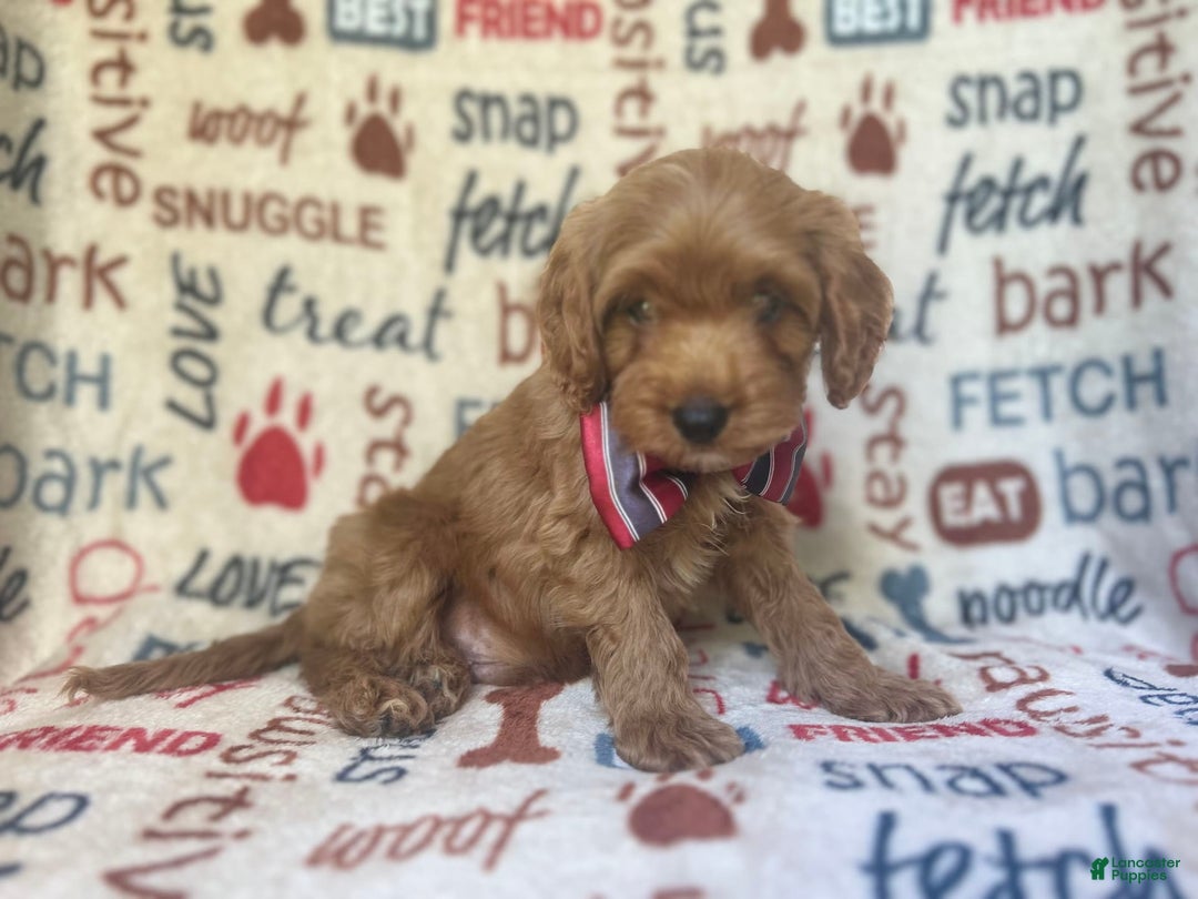 Cavapoo dogs for sale: Trooper - Image 3