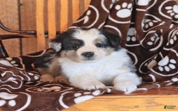 Miniature Australian Shepherd dogs for sale: Tucker - Image 4
