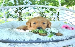 Golden Retriever dogs for sale: Adam - Image 4