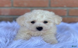 Bichpoo dogs for sale: Trump - Listing for pets: Trump - Image 2