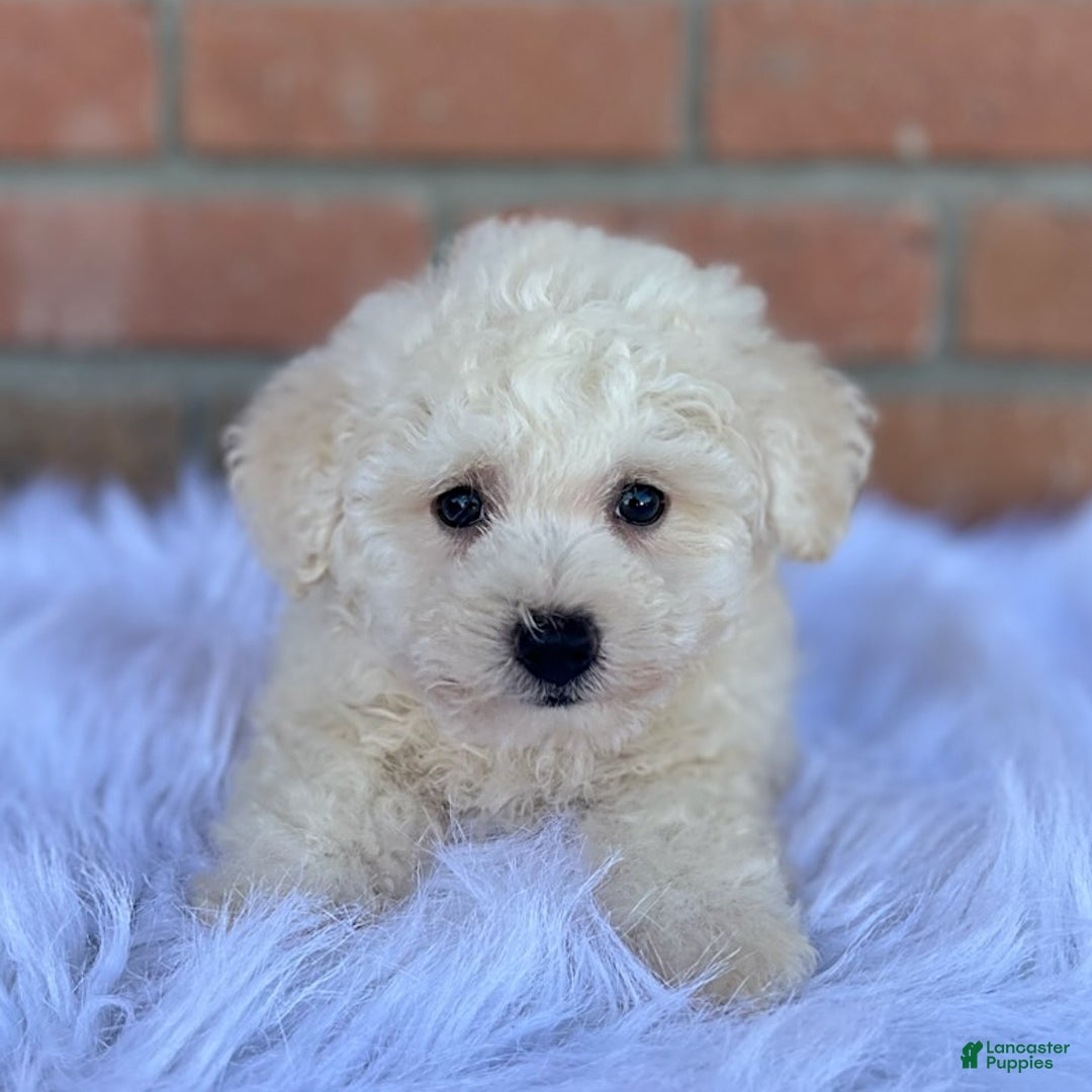 Bichpoo dogs for sale: Trump - Listing for pets: Trump - Image 2