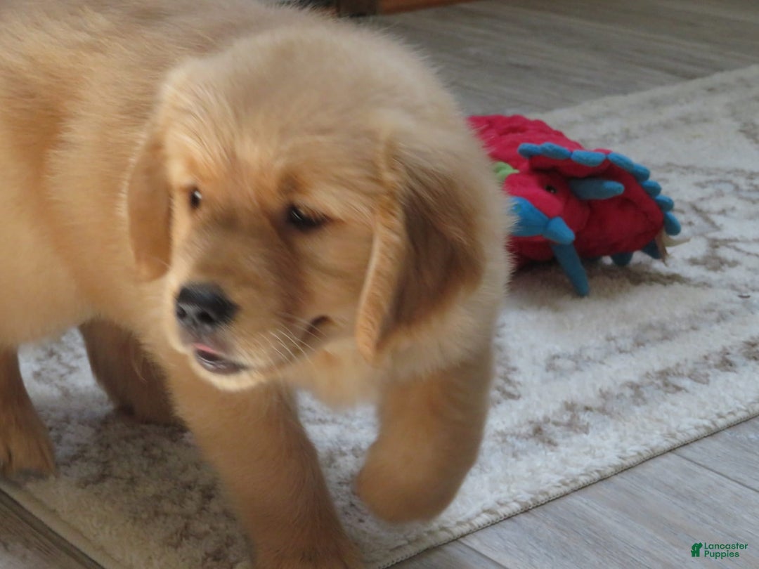 Golden Retriever dogs for sale: Twinkie - Image 21