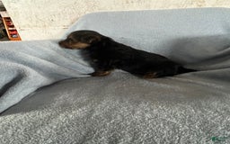 Yorkshire Terrier dogs for sale: Danny Boy - Image 1