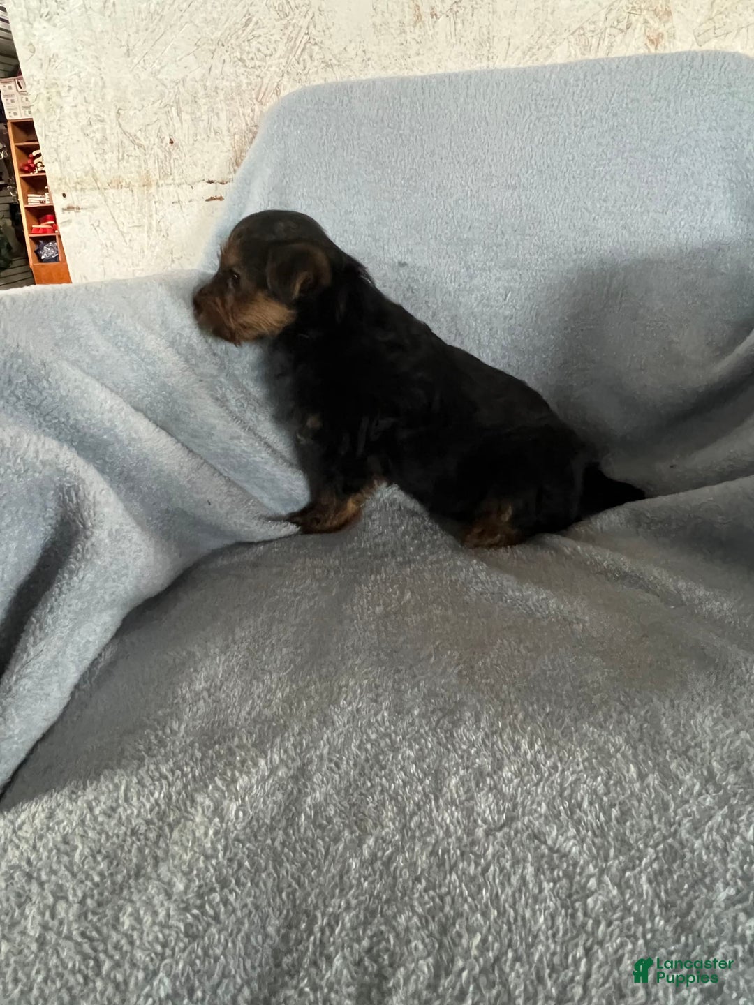 Yorkshire Terrier dogs for sale: Danny Boy - Image 1
