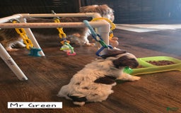 Yorkshire Terrier dogs for sale: Mr Green - Image 3