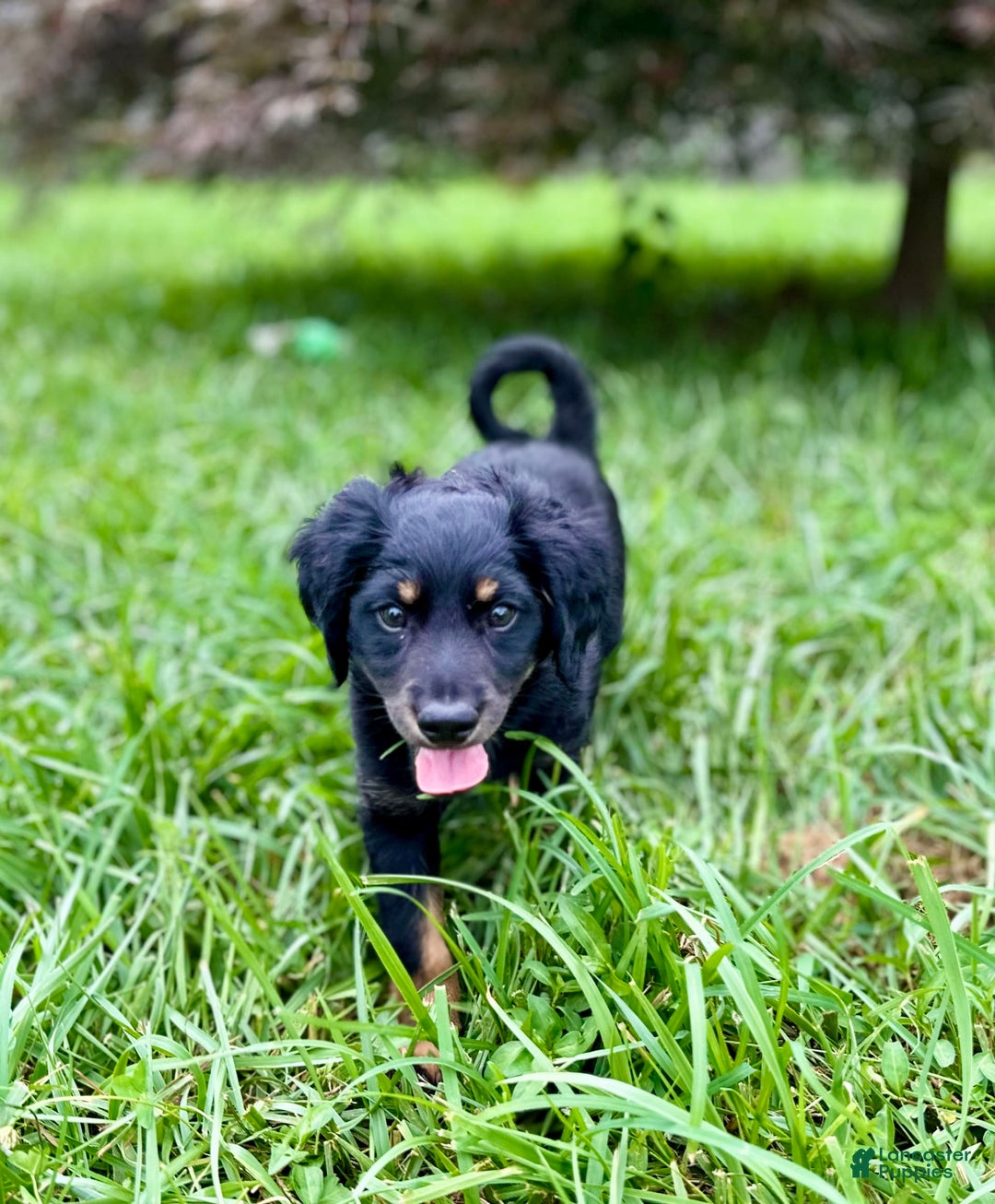 Dachshund dogs for sale: Molasses - Image 19