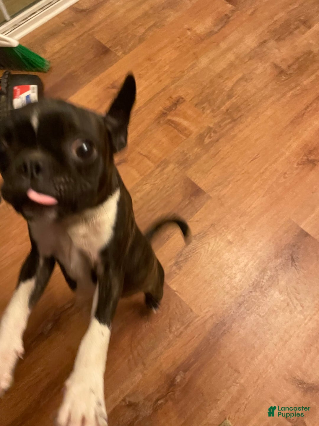 Boston Terrier dogs for sale: Winston - Image 9