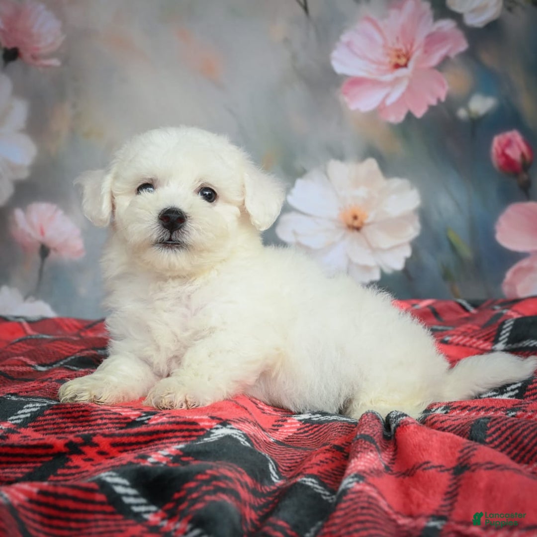 Bichon Frise dogs for sale: Jasper - Image 1