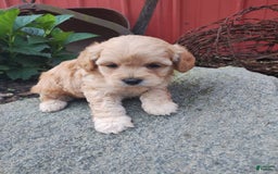 Shihpoo dogs for sale: Prince - Image 1