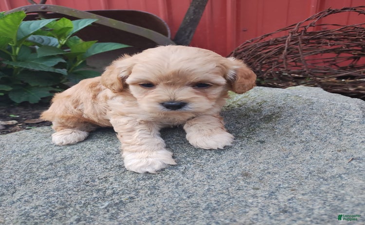 Shihpoo dogs for sale - Ad 2