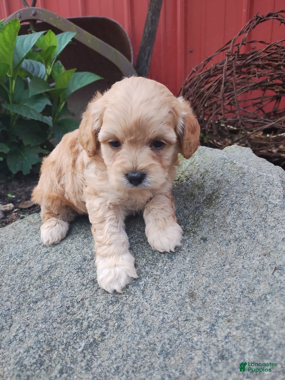 Shihpoo dogs for sale: Prince - Image 1