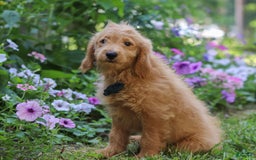  dogs for sale: Mini Goldendoodle 4 puppies - Image 5