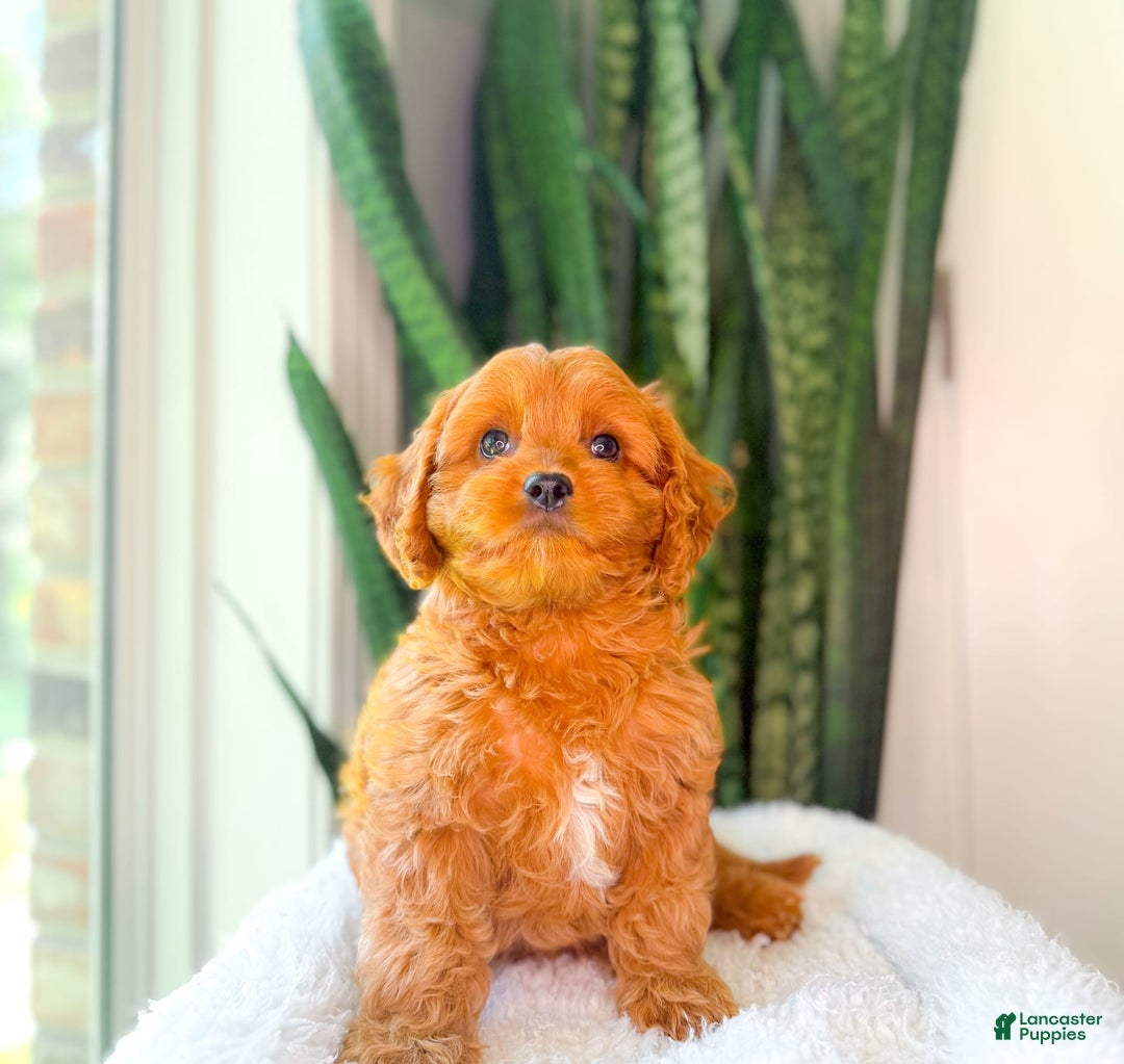 Cavapoo dogs for sale: Ike - Image 9