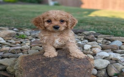 Cavapoo dogs for sale: Abby - Image 5