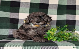 Miniature Poodle dogs for sale: Emerson - Image 7